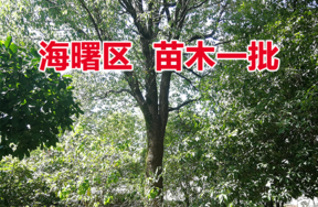 位于宁波市海曙区环城西路北段286号原检察院内苗木一批