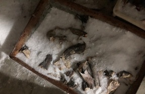 梅子鱼、带鱼、杂鱼一批